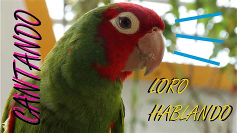 loros hablando en español